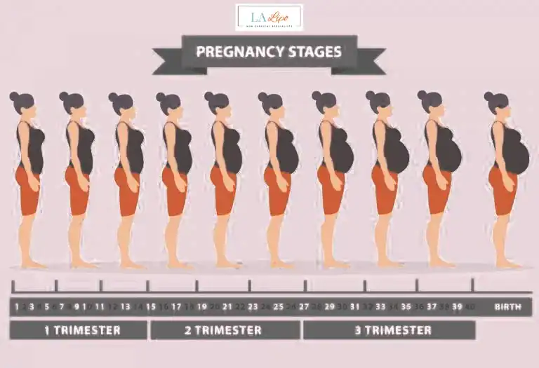 First Trimester (Weeks 1–12): Early Changes You Might Not Notice Hampton